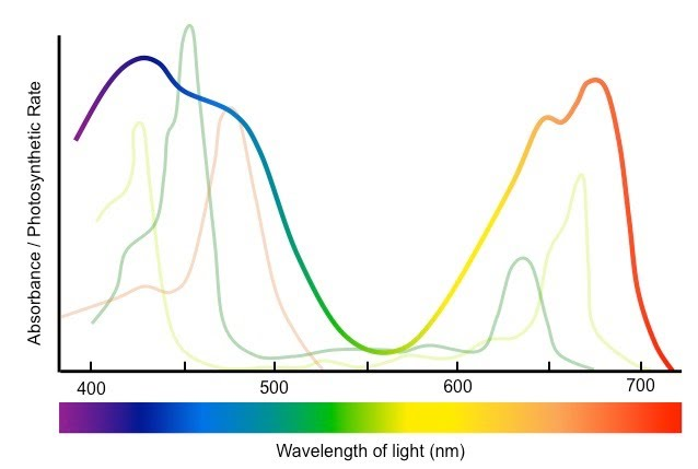 Absorption Spectrum (Photosynthesis).png